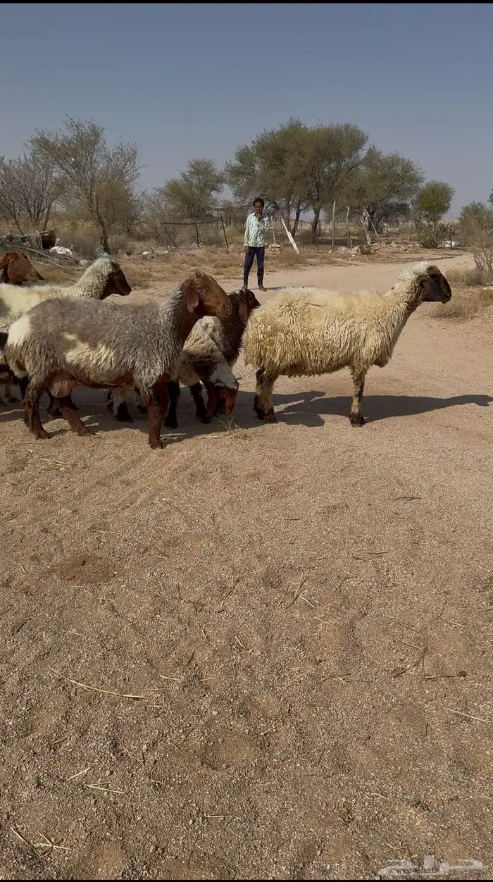نعيم مواليد تم البيع 0