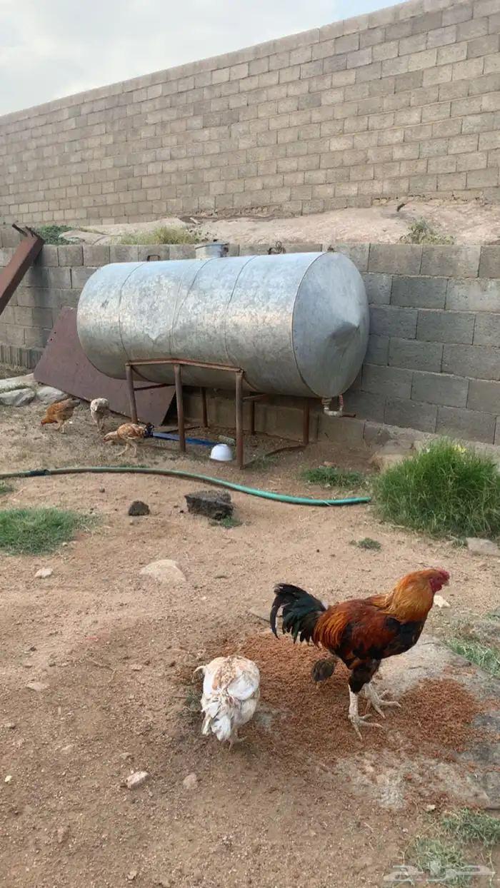 دجاج بكستاني حضان شرط 2
