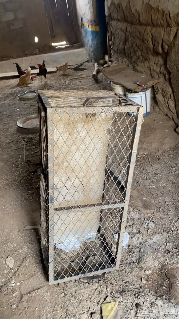 شبك 4