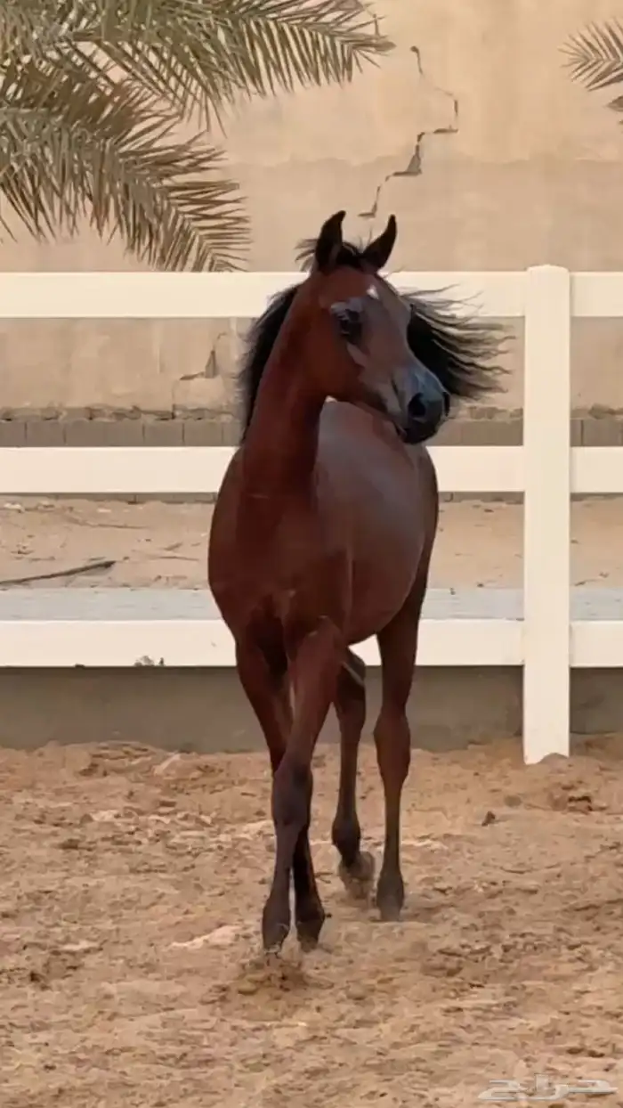 ماشاءالله تبارك الله مهر كفو واهو قطعه 0