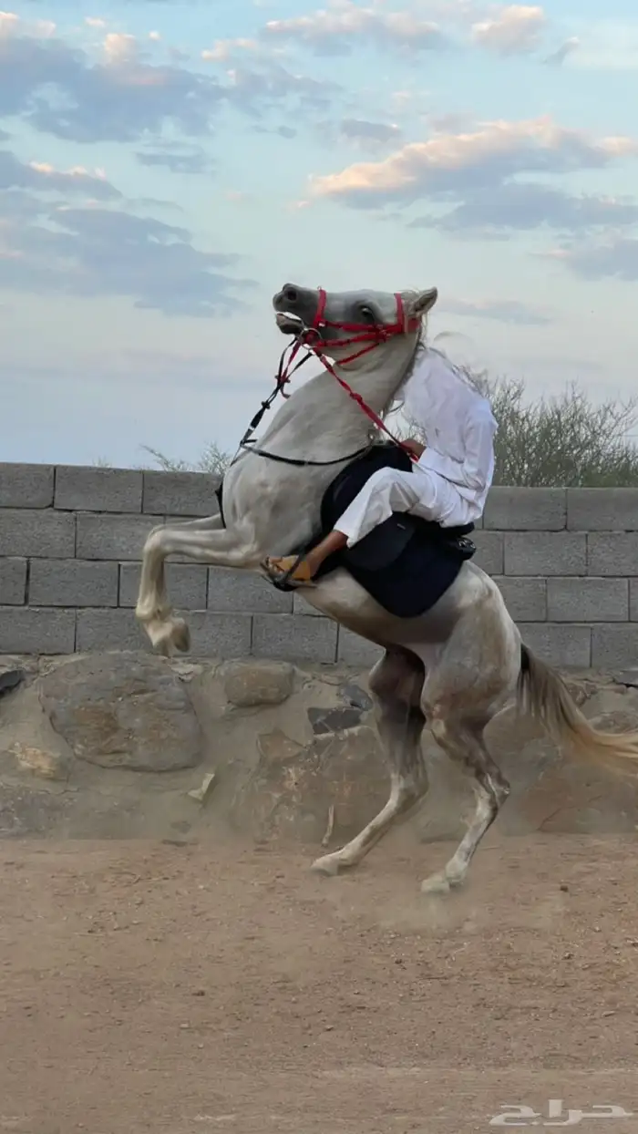 خيل شعبي 1