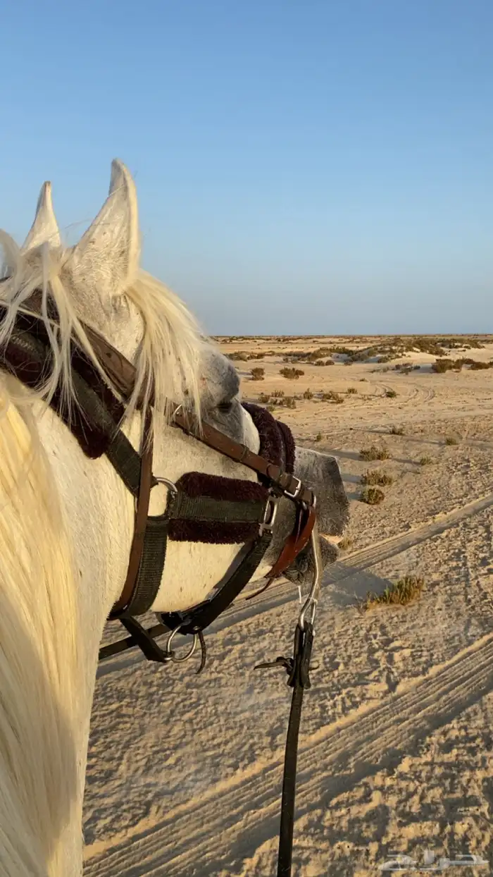 رحله بالخيل رجال ونساء المدينة المنورة 0