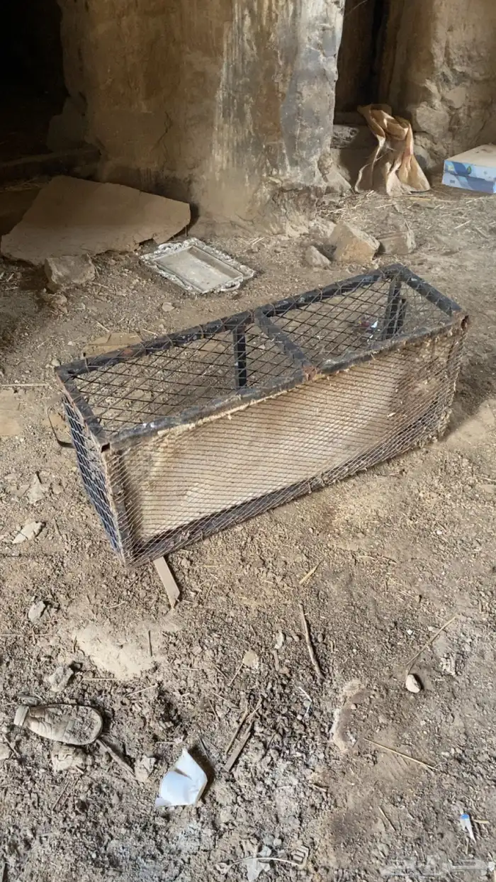 شبك 1