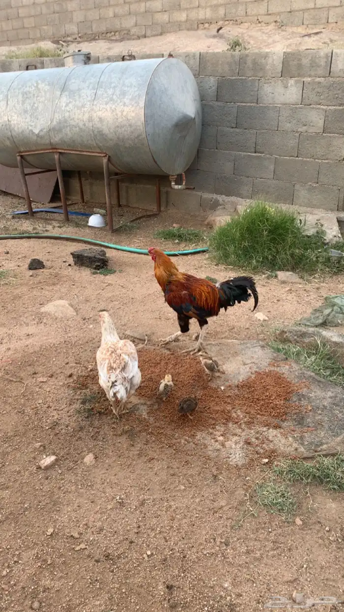 دجاج بكستاني حضان شرط 1