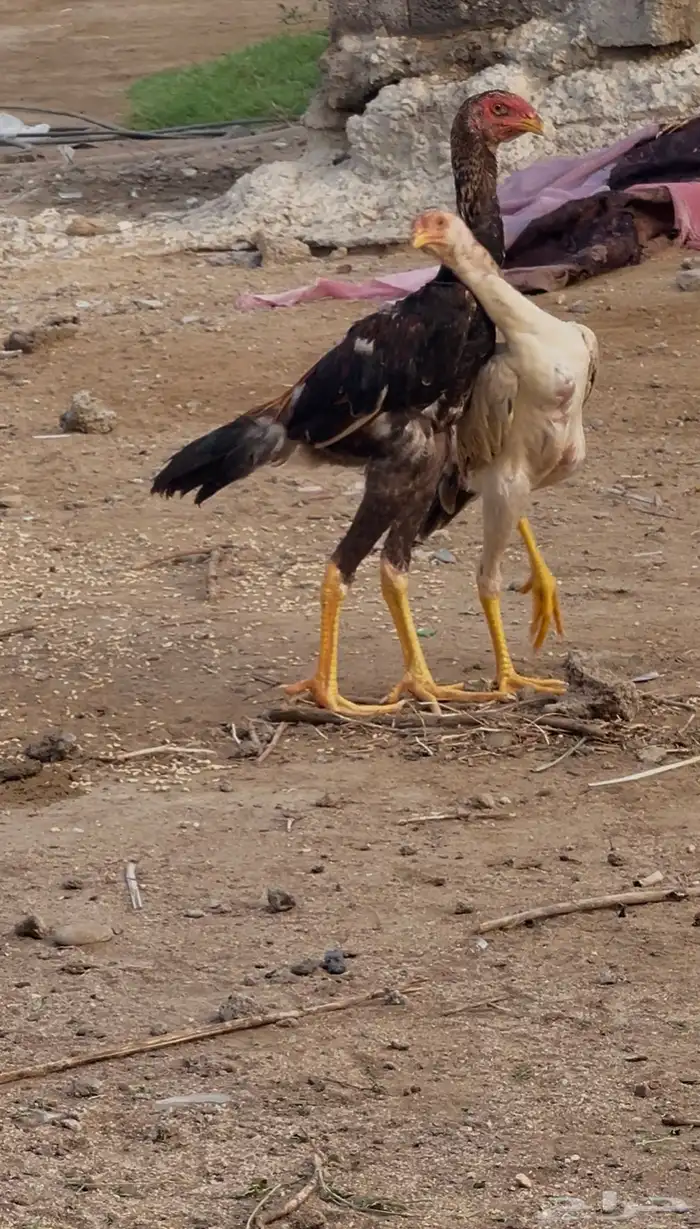 دجاج شامو ياباني أليف جدا 0