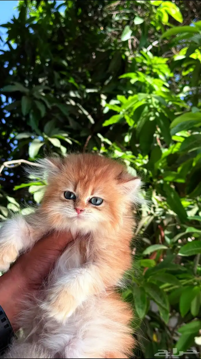 قط بريتش ذكر ny12 فرصة سعر مميز 2