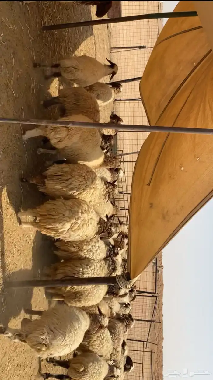 نعيم مراح تم البيع 7