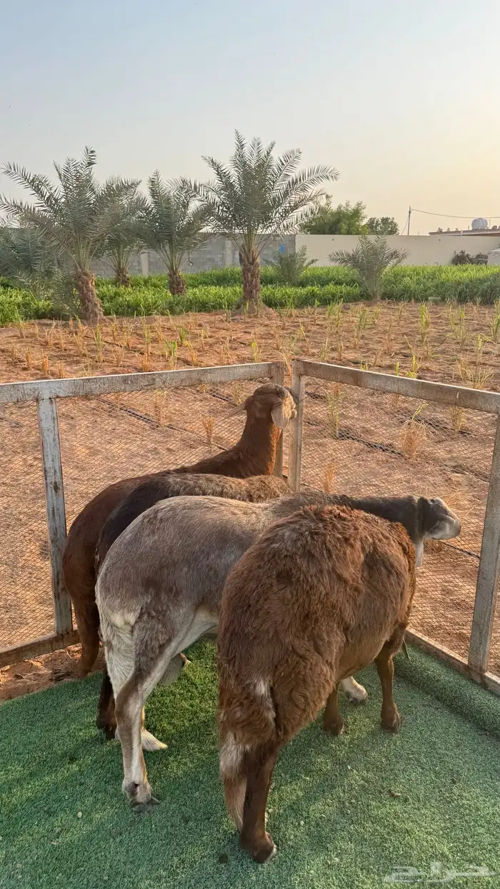 سواكني جبره مغلقه 5