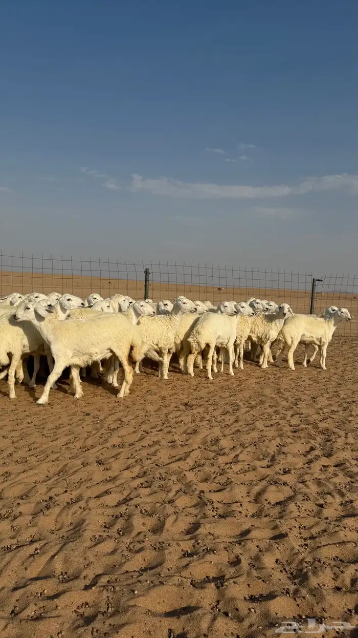 رخال جذعات منوة مدورين الزين دفيع شرط سونار 8