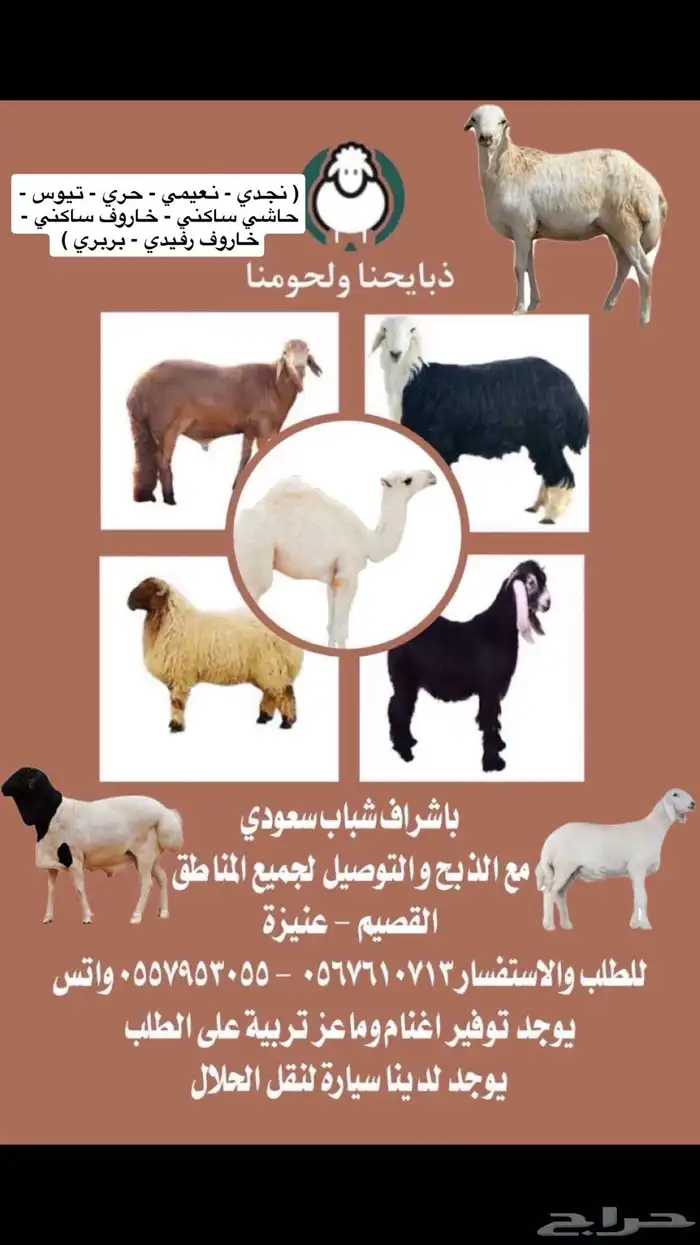 سواكن - رفيدي - حري - نعيمي - نجدي مرابي طيبه 1