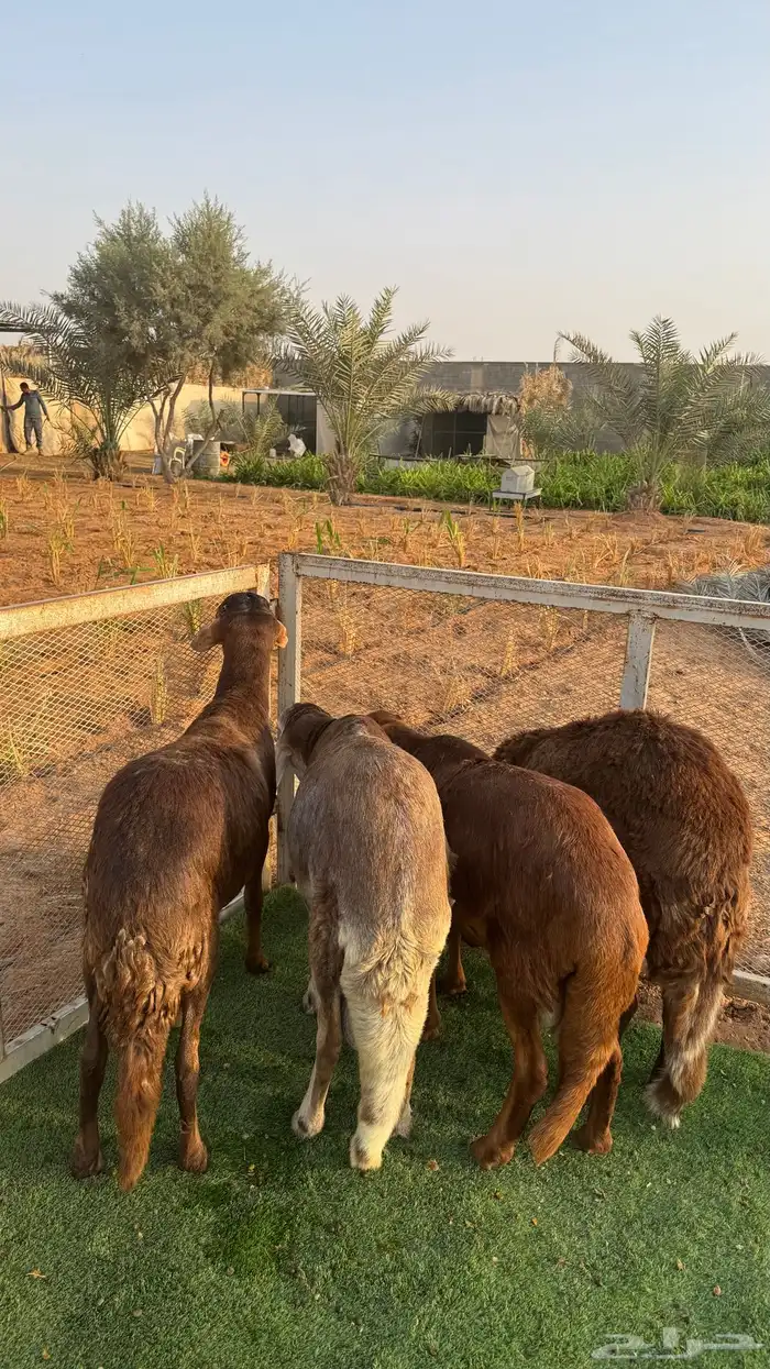 سواكني جبره مغلقه 6