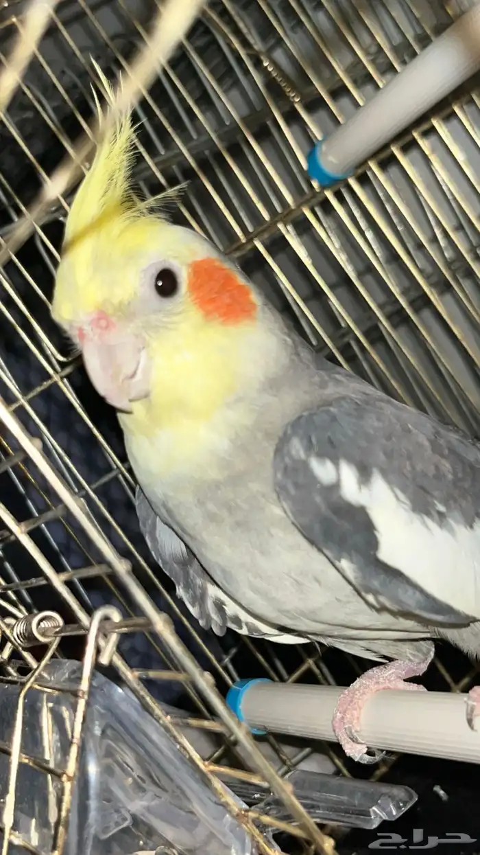 ذكر كروان جاهز تم البيع 3