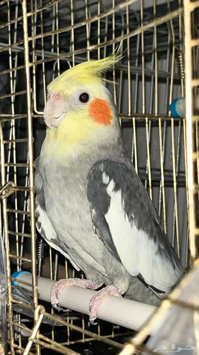 ذكر كروان جاهز تم البيع 5