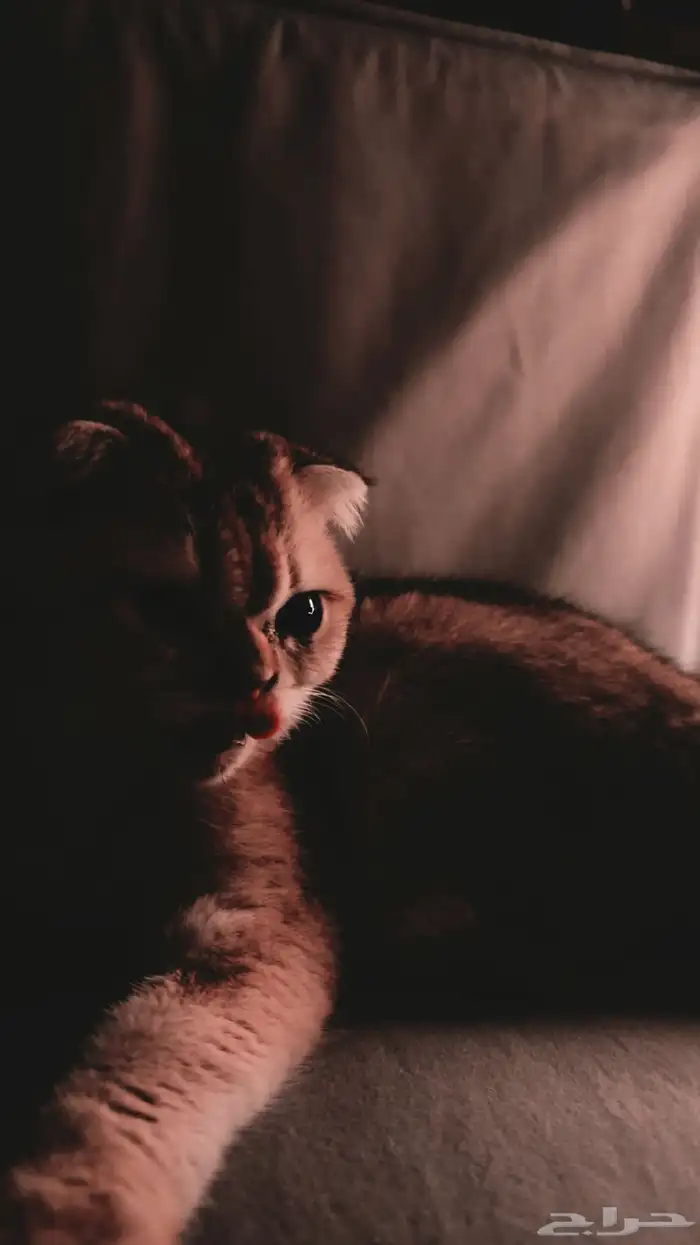 قطة انثى سكوتش فولد ( قولد ) 2