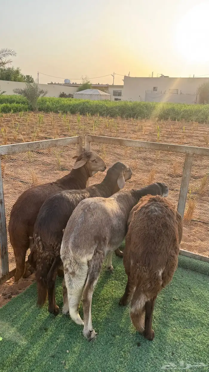 سواكني جبره مغلقه 4