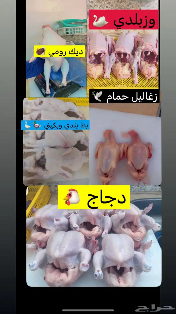 فروج طازج ممتاز 4