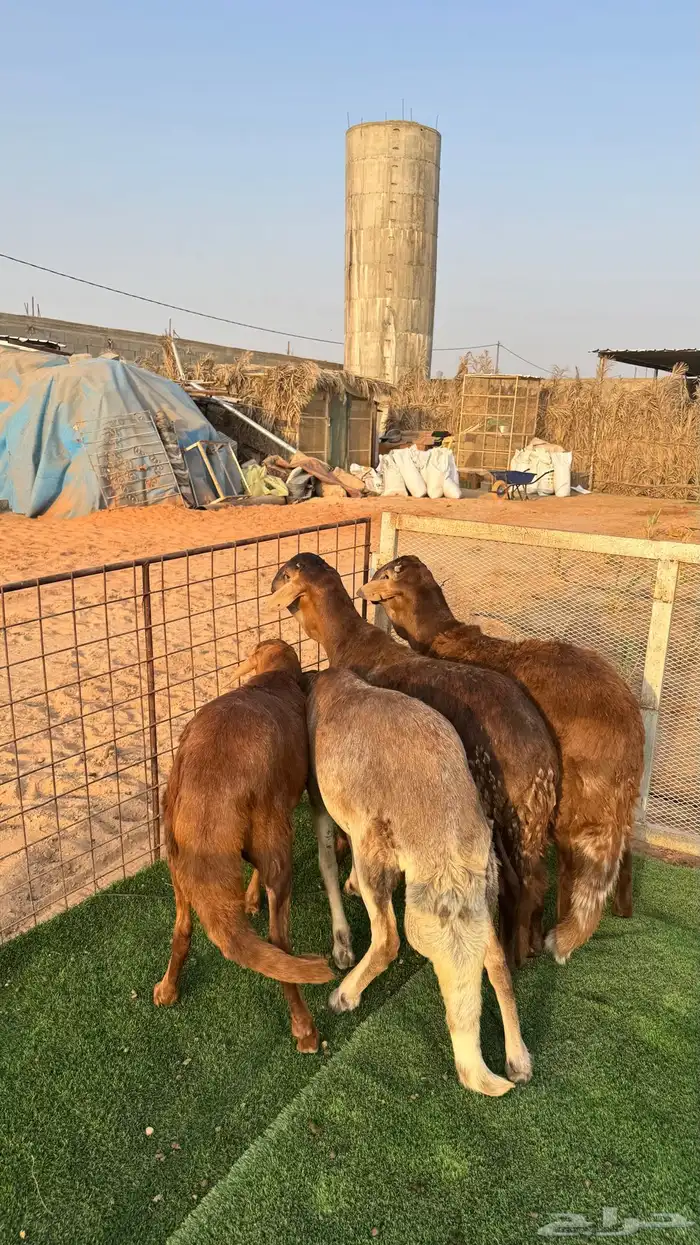 سواكني جبره مغلقه 0
