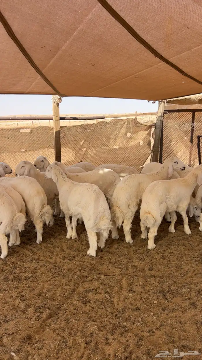 طليان ذبائح حريات 3