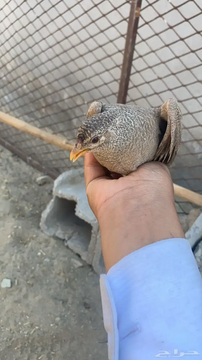 حجل بري 1