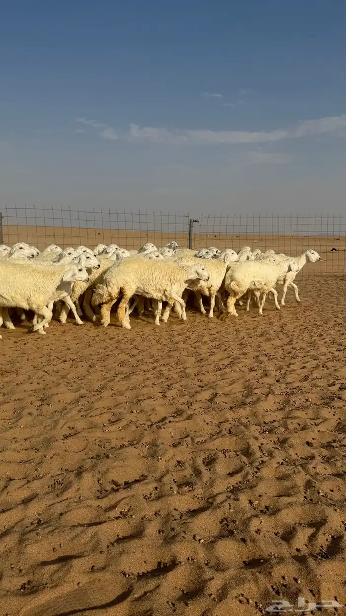 رخال جذعات منوة مدورين الزين دفيع شرط سونار 12