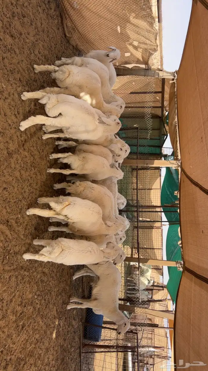 طليان ذبائح حريات 0
