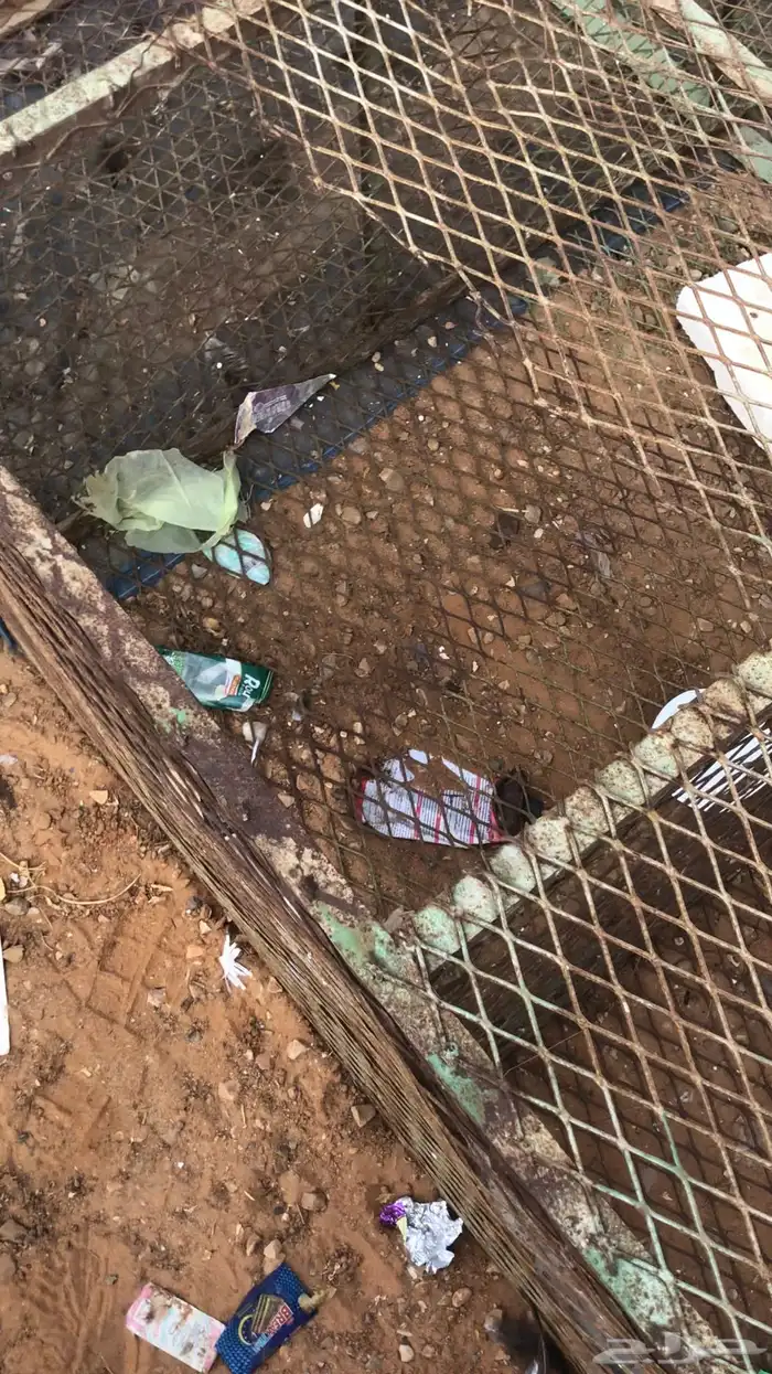 شبك دجاج او حمام 1