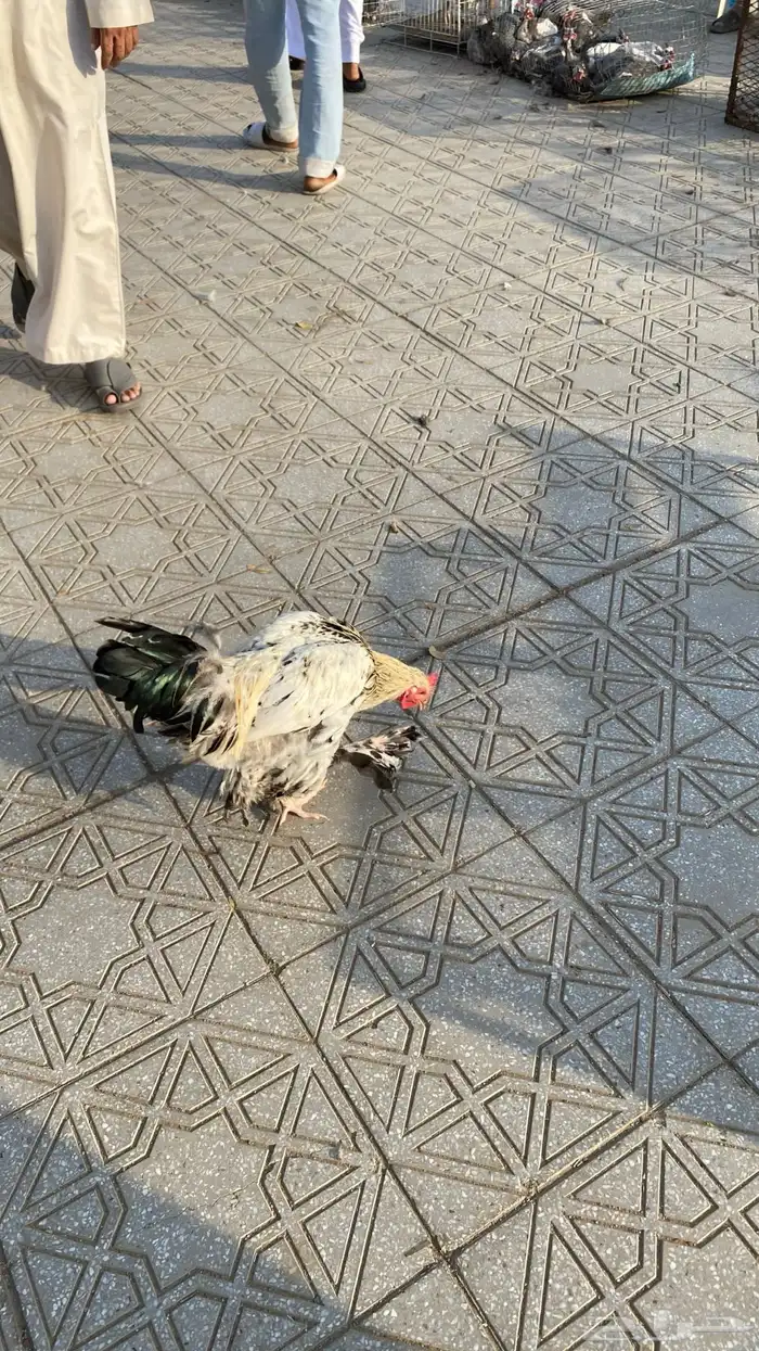 للبيع ديك براهما شرط 3
