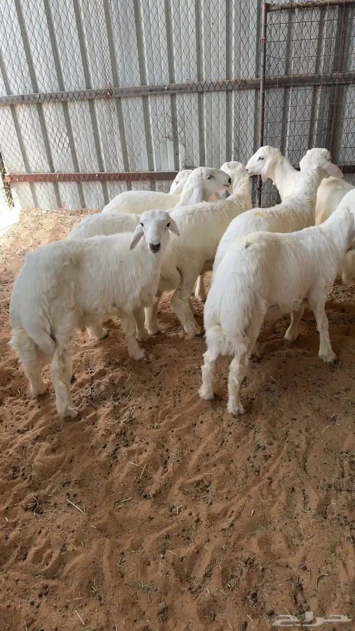 7 طليان هرافا بريه 2