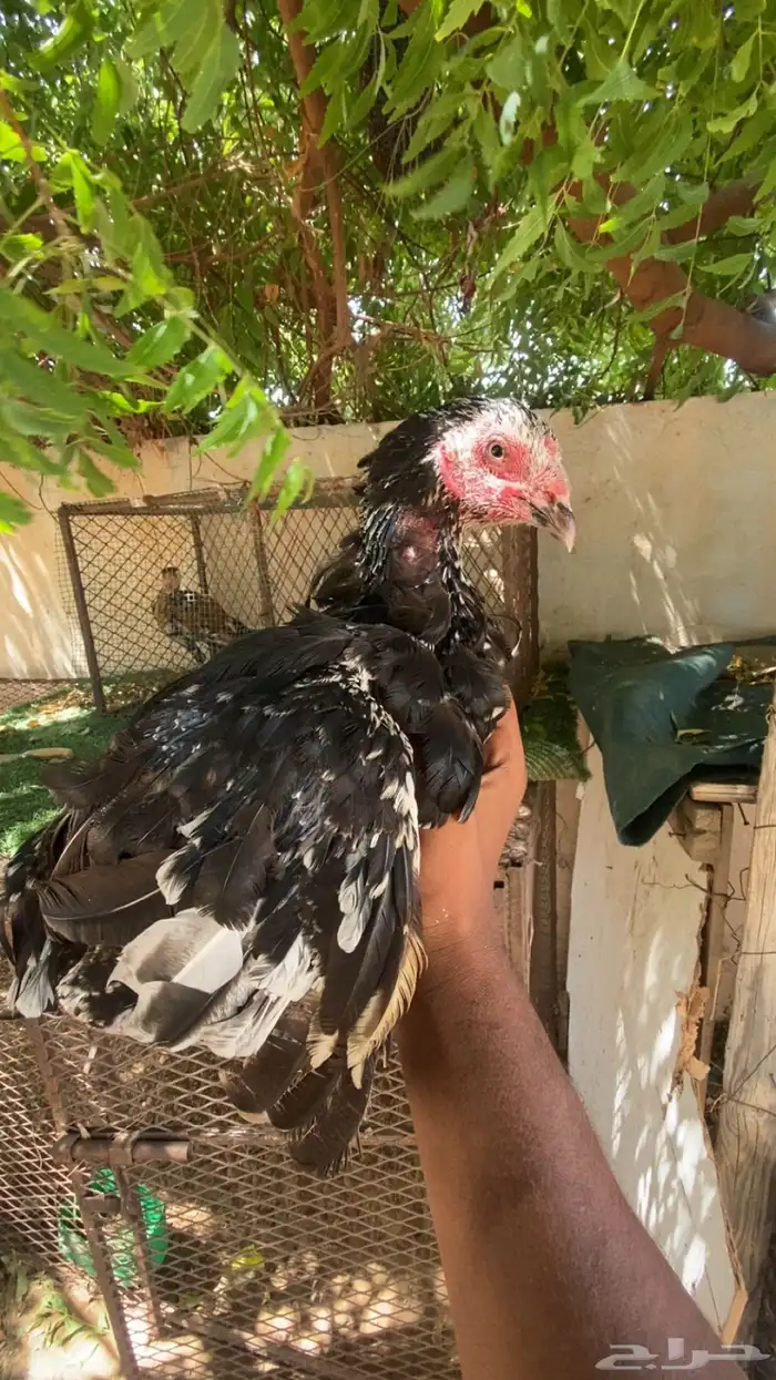 دجاجه ميوالي فاخره 1