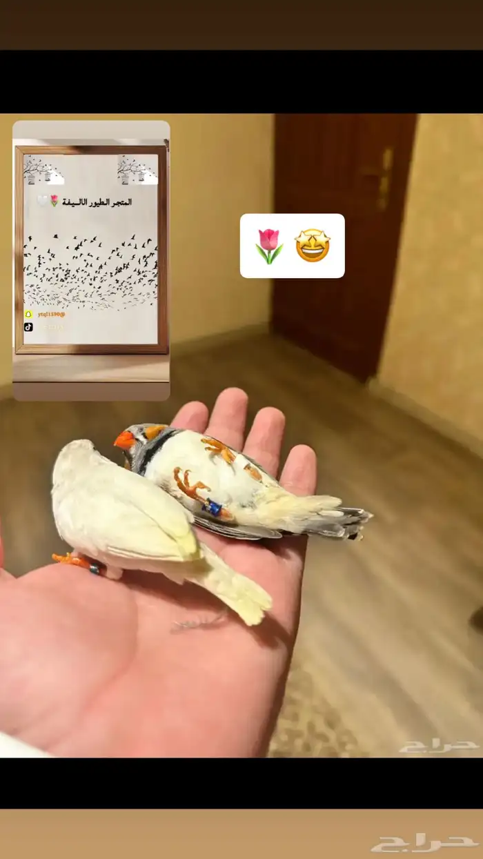 سلام عليكم عرض لكم تدريب طيور 6