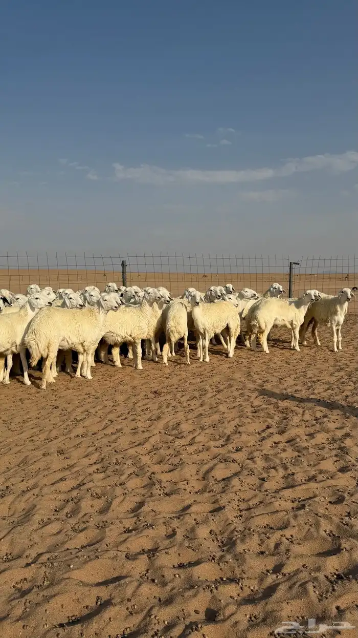 رخال جذعات منوة مدورين الزين دفيع شرط سونار 3