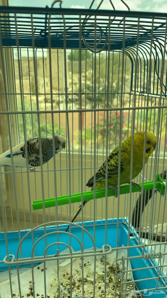 بادجي ذكور 1