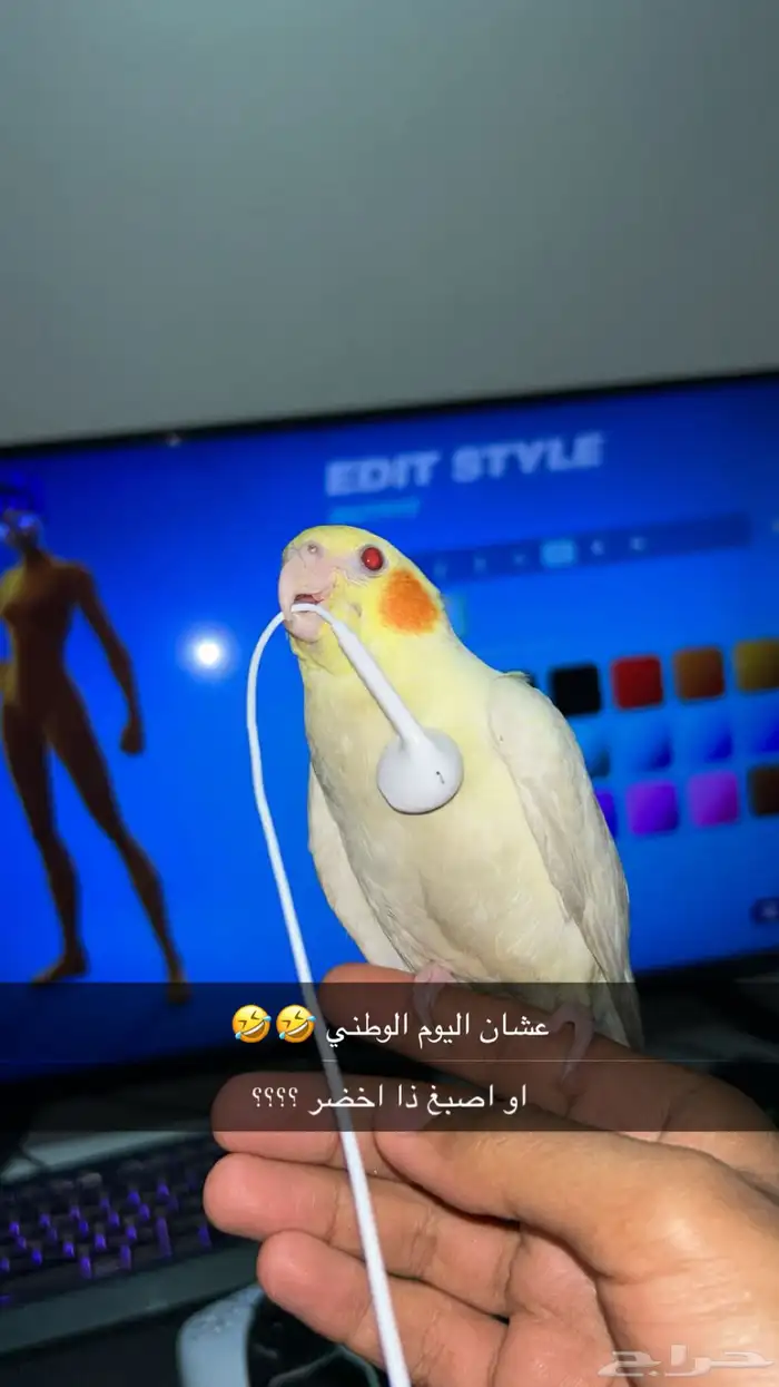 كروان اليف ذكر هدد داخلي وخارجي 31