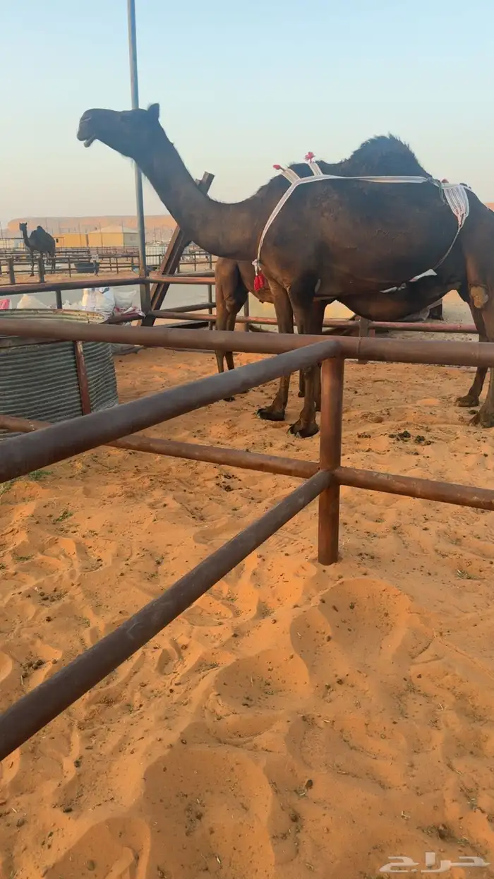للبيع عشراء كفو تحتها قعود كفو 1