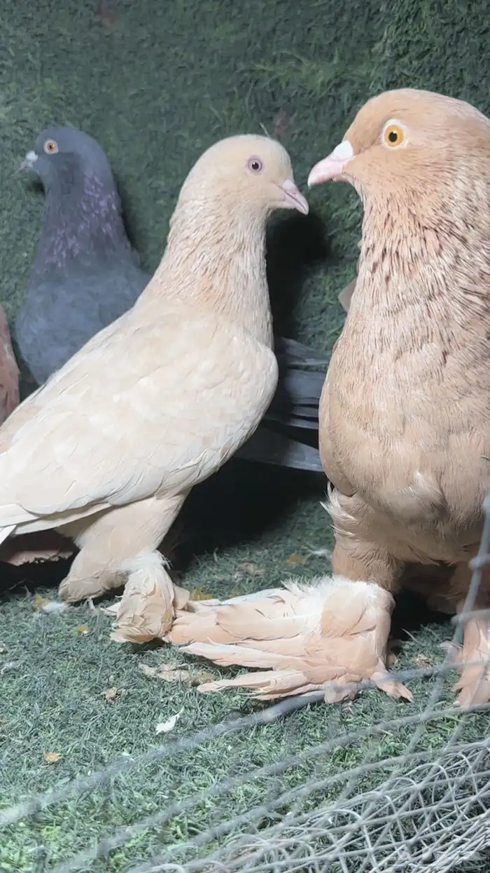 حمام عراقي تب 1