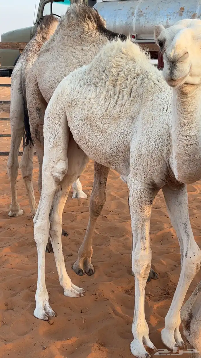 قعود للبيع الموقع قريب من ام سديره 4