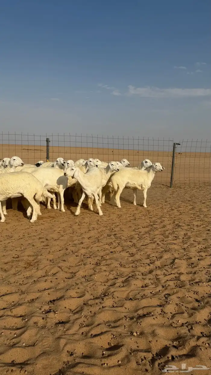 رخال جذعات منوة مدورين الزين دفيع شرط سونار 7