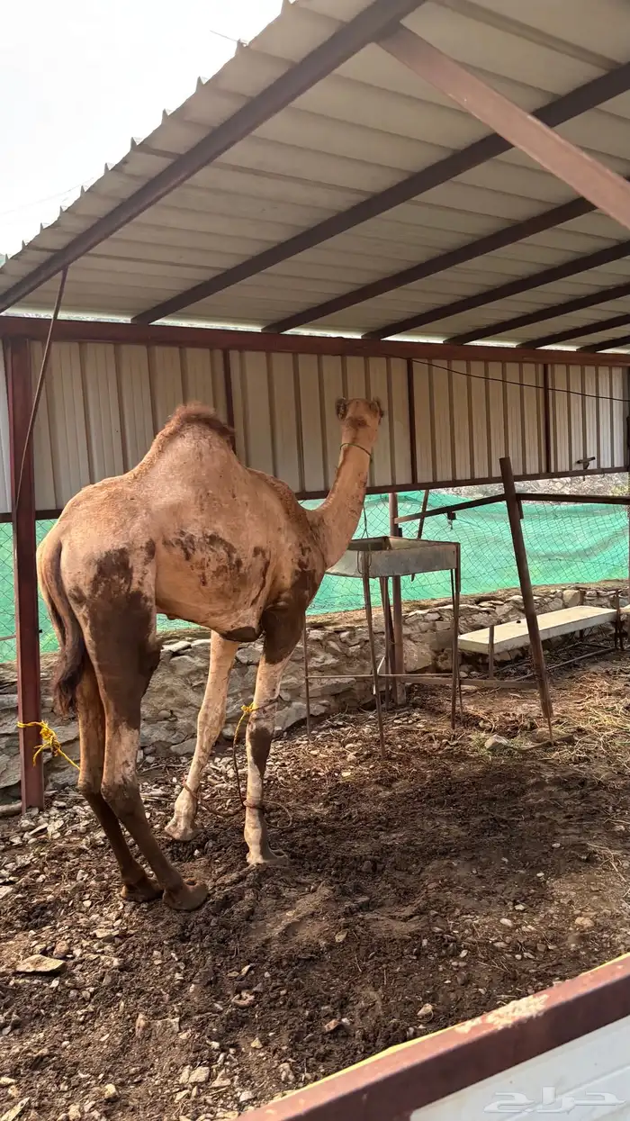 قعود للبيع 0