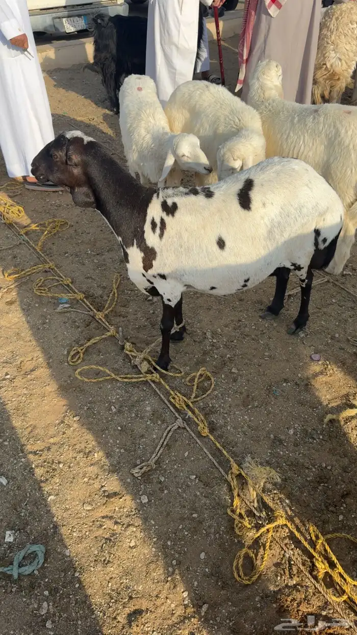رفيديه السد رباع 0