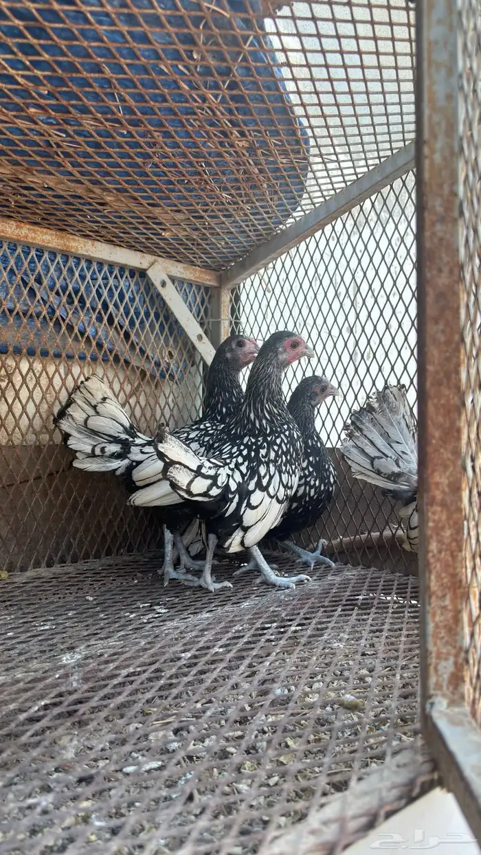 سبرايت شبابي 2