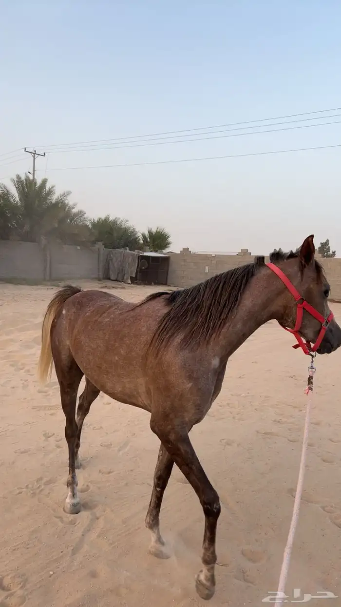 فرس لبيع 1