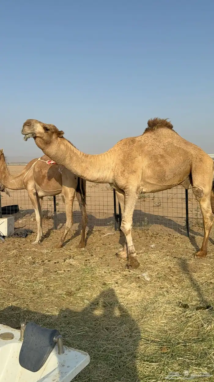 للبيع بعير فحل ثني مشروطه ولد غرنوق المعروف 4