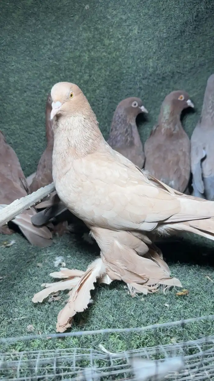حمام عراقي تب 2