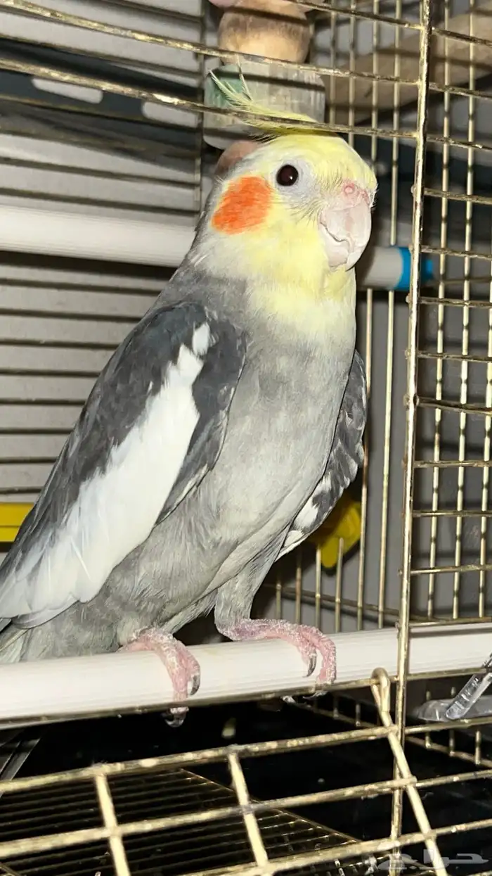 ذكر كروان جاهز تم البيع 4