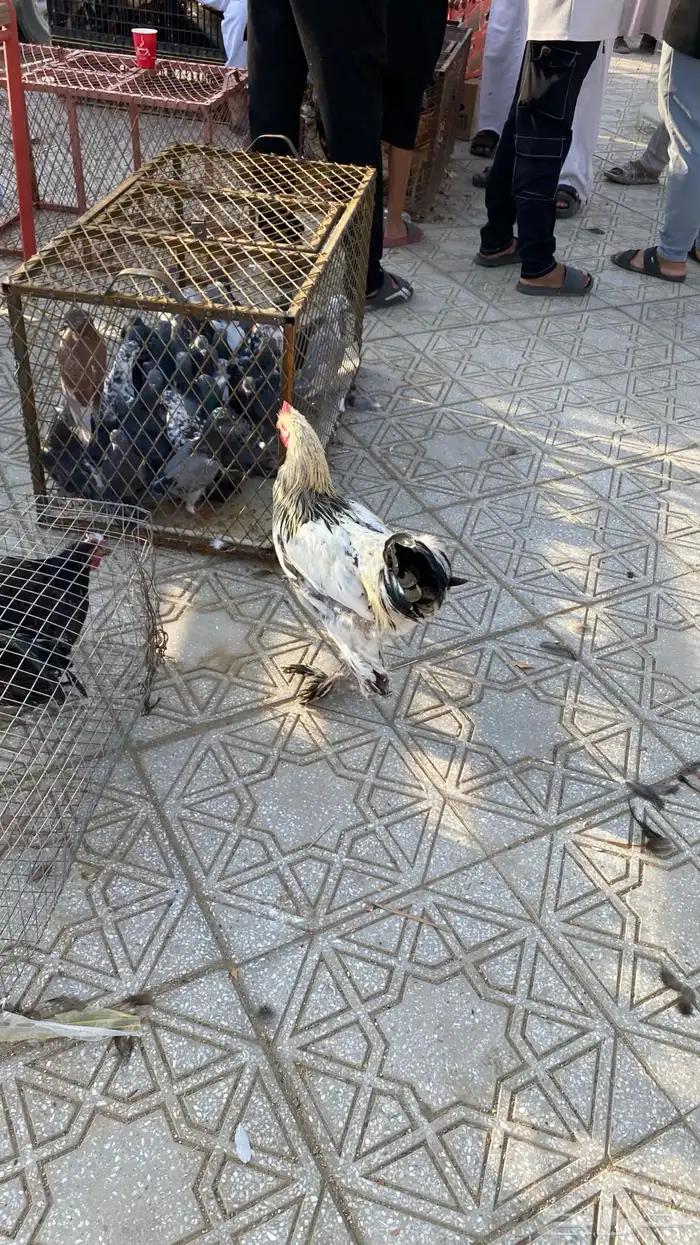 للبيع ديك براهما شرط 0