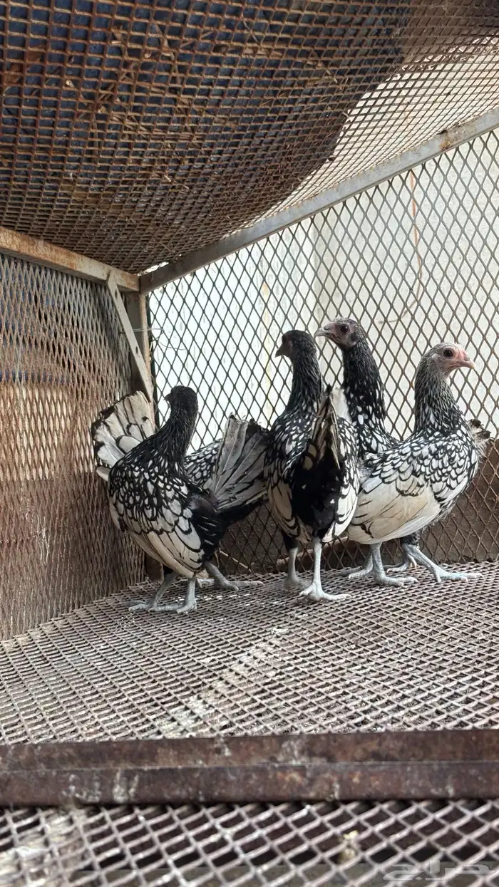 سبرايت شبابي 0