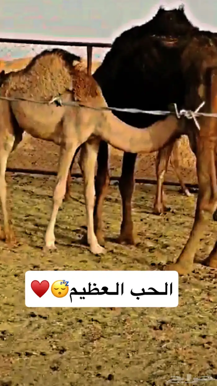 خلفه عليها قعود مسيومه 10 وقريبين 0