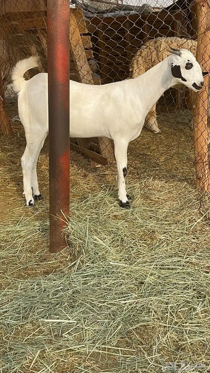 جفره بيشيه صنف(تم البيع) 0