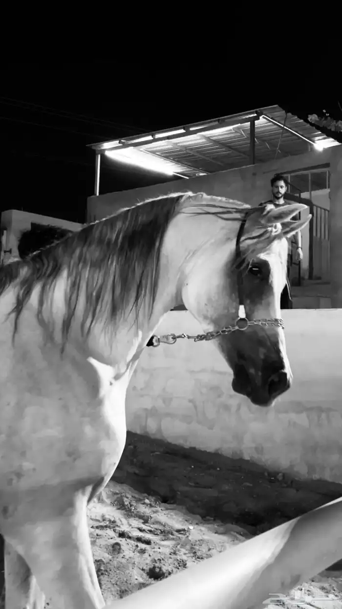 خيل للبيع 8
