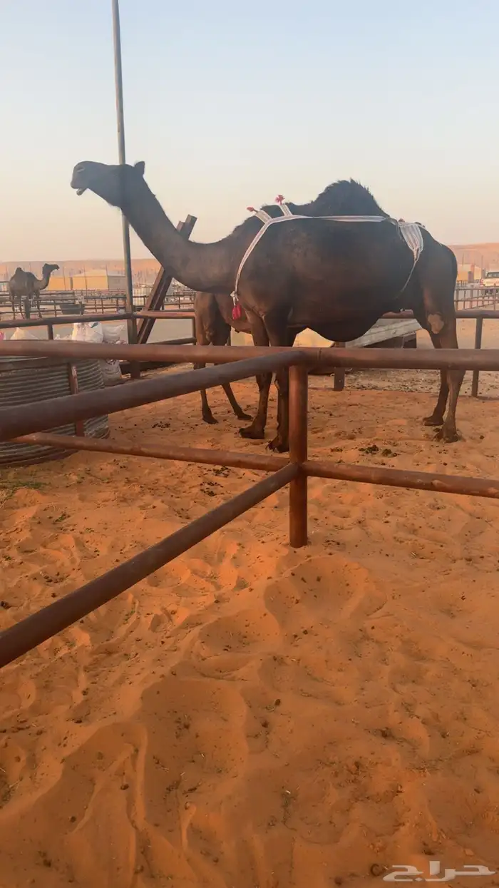 للبيع عشراء كفو تحتها قعود كفو 0